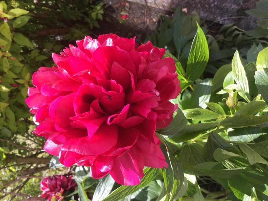 킬라니 Rathmore House B&B 외부 사진
